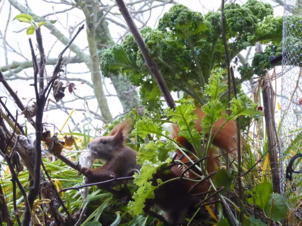 Das Eichhörnchen kämpft auf dem Balkon fast mit der Schnur, die es als Auspolsterung für seinen Kobel haben möchte.