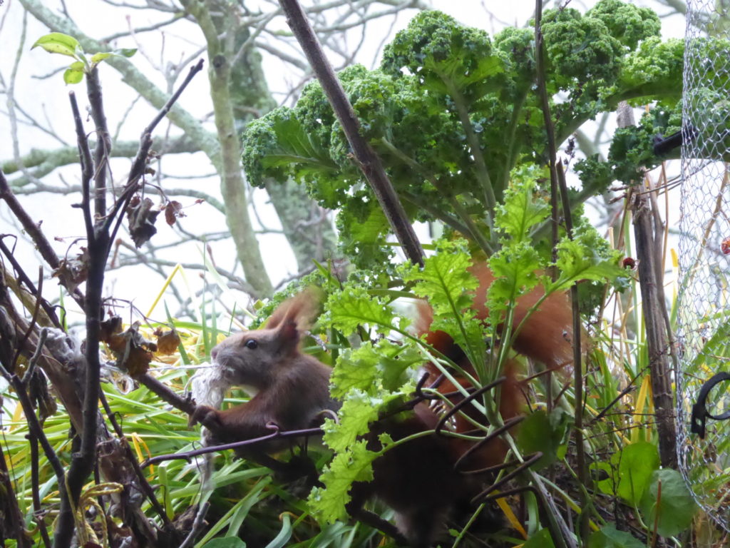 Das Eichhörnchen kämpft auf dem Balkon fast mit der Schnur, die es als Auspolsterung für seinen Kobel haben möchte.