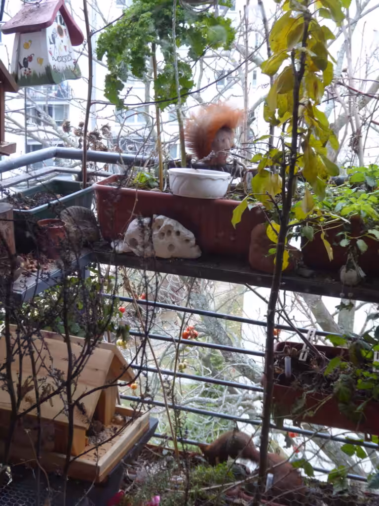 So schaut ein Naturbalkon aus. Es wachsen Wildpflanzen. Aber auch Nutzpflanzen wie Apfel, Grünkohl und Tomaten. Hier wird ökologisch gegärtnert: ohne Pestizide und Chemikalien, im Einklang mit der Natur.