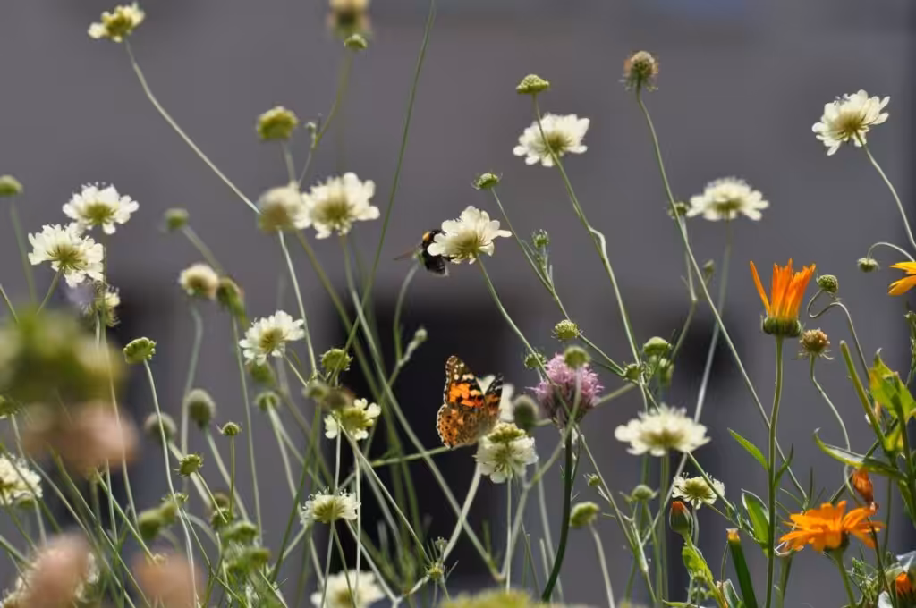 Wunderschön blühend, pflegeleicht, Insekten-anziehend. Stadtgärtnern Steffie empfängt Schmetterlinge, Hummeln und andere Wildbienen auf ihrem kleinen Balkon.