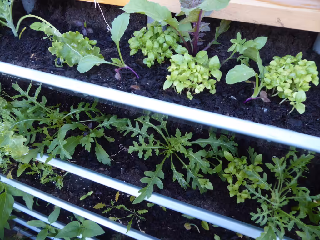 I really like the initial order after planting the vertical beds.