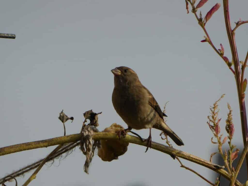 Die vertrockneten Samenstände verbleiben an Ort und Stelle auf dem Balkon. Sie werden nicht zurückgeschnitten. Sie dienen als Landeplatz und Nahrung für die Vögel und Insekten überwintern darin.