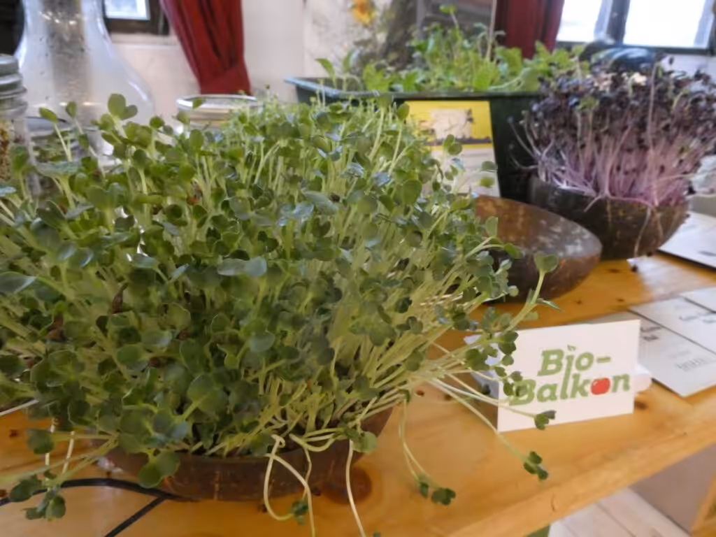 Diese Sets für die Anzucht von Microgreens sind sehr begehrt.
