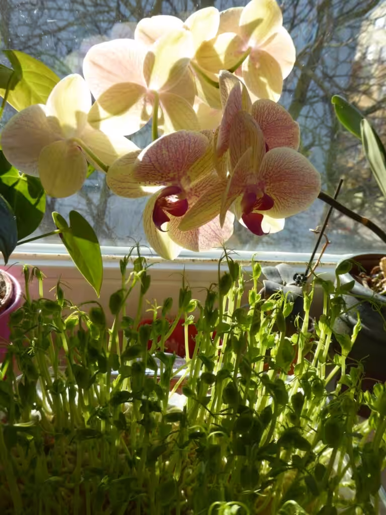 Erbsengrün kann sogar mehrfach beerntet werden, was aber eine Ausnahme ist. 