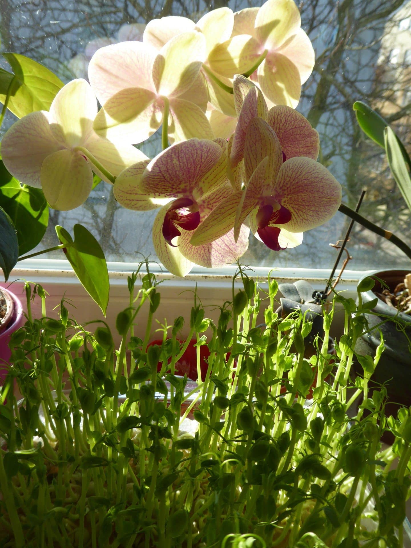 Sprossen und Microgreens