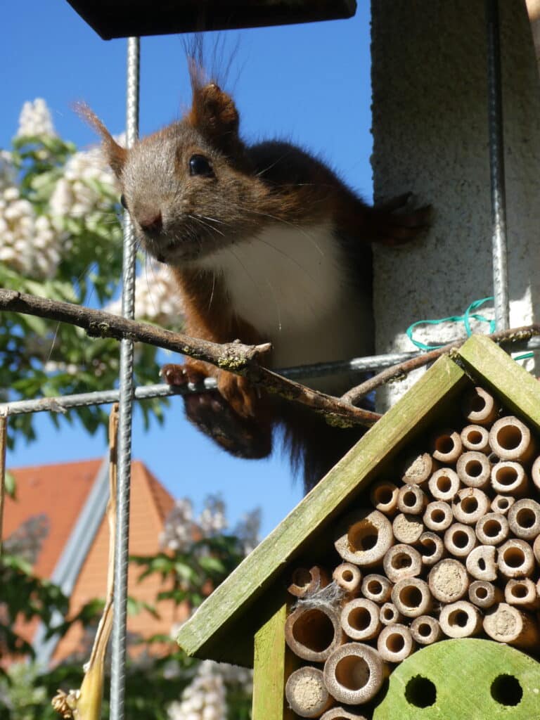 Mein Biotop auf dem Balkon: Dazu gehören auf meinem Bio-Balkon die entzückenden Eichhörnchen.