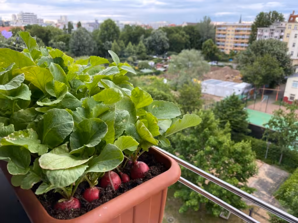 Der Anbau von Radieschen auf dem Balkon oder Fensterbrett ist einfach. Dennoch gibt es einiges zu beachten.