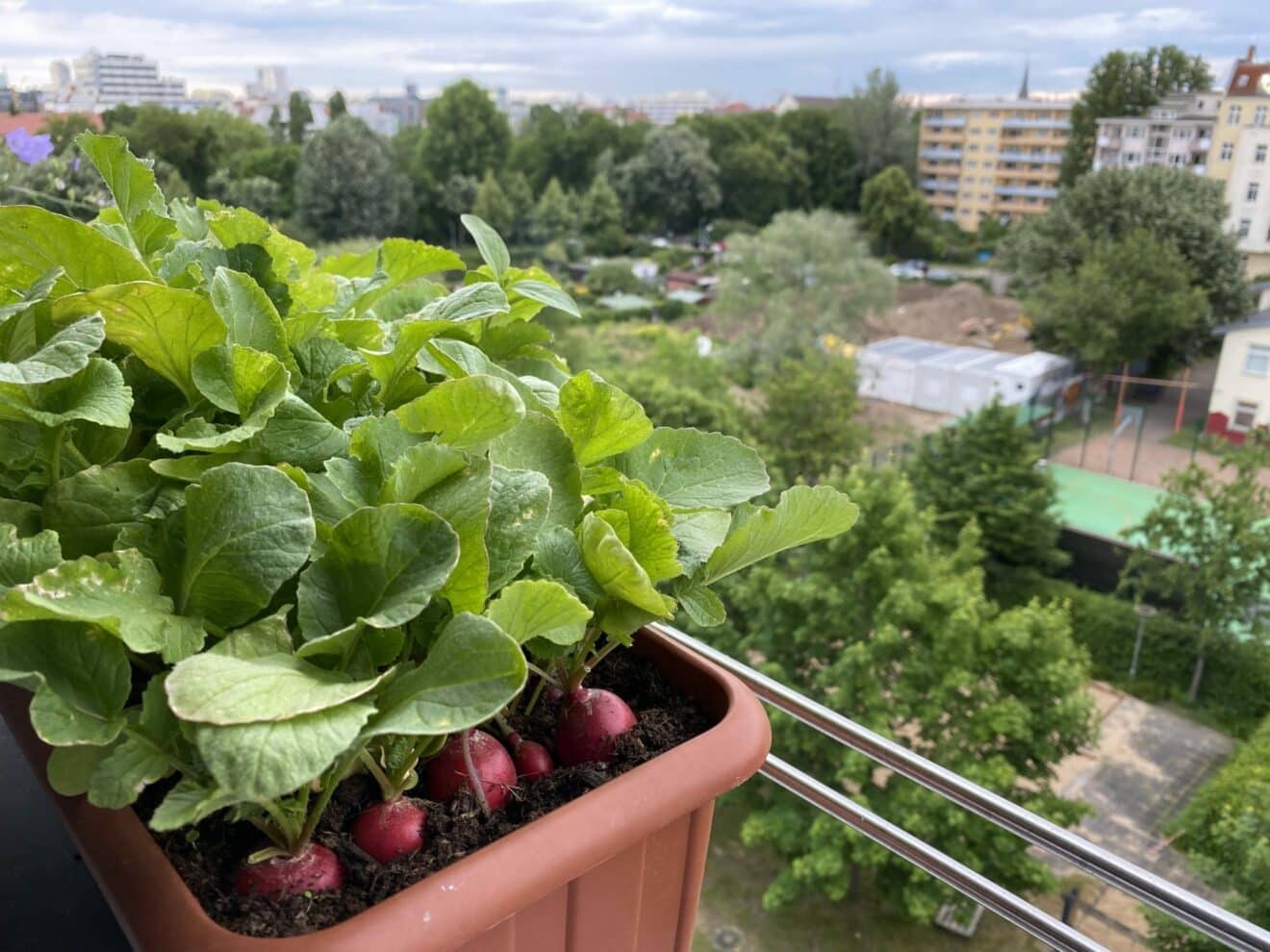 Radieschen von Balkon und Fensterbrett BioBalkon