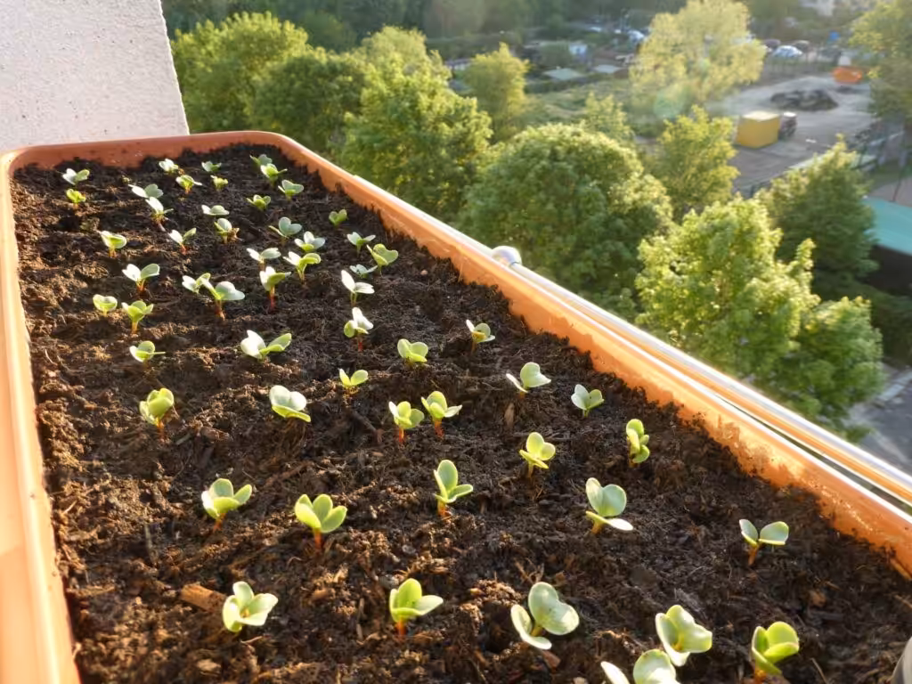 Säe die Radieschen zeitversetzt aus, in Staffeln.