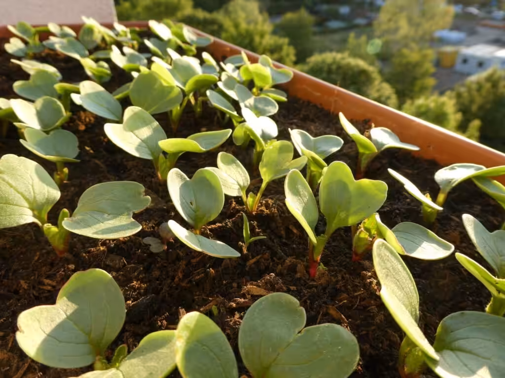 Die Keimblätter der Radieschen sind schon schön.