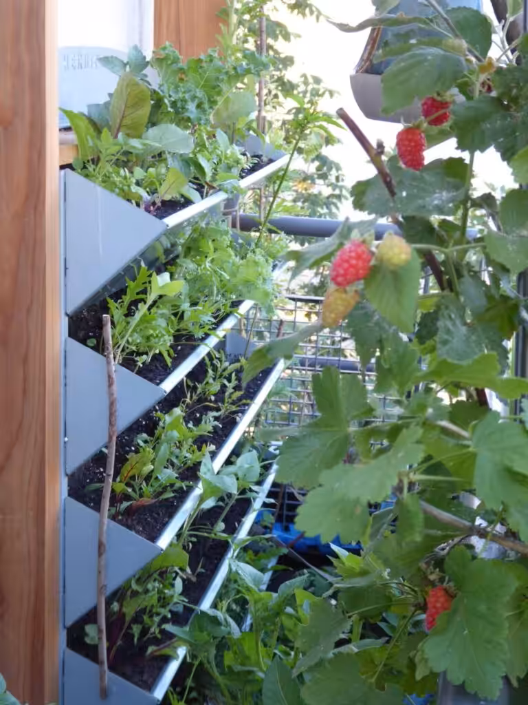 Hier findest Du meine Erfahrungen mit dem Vertikalbeet von HerbiosGarden. Es sichert mir die Selbstversorgung mit frischem Pflanzengrün für eine gesunde, frische, chlorophyllreiche Ernährung mitten in Berlin.