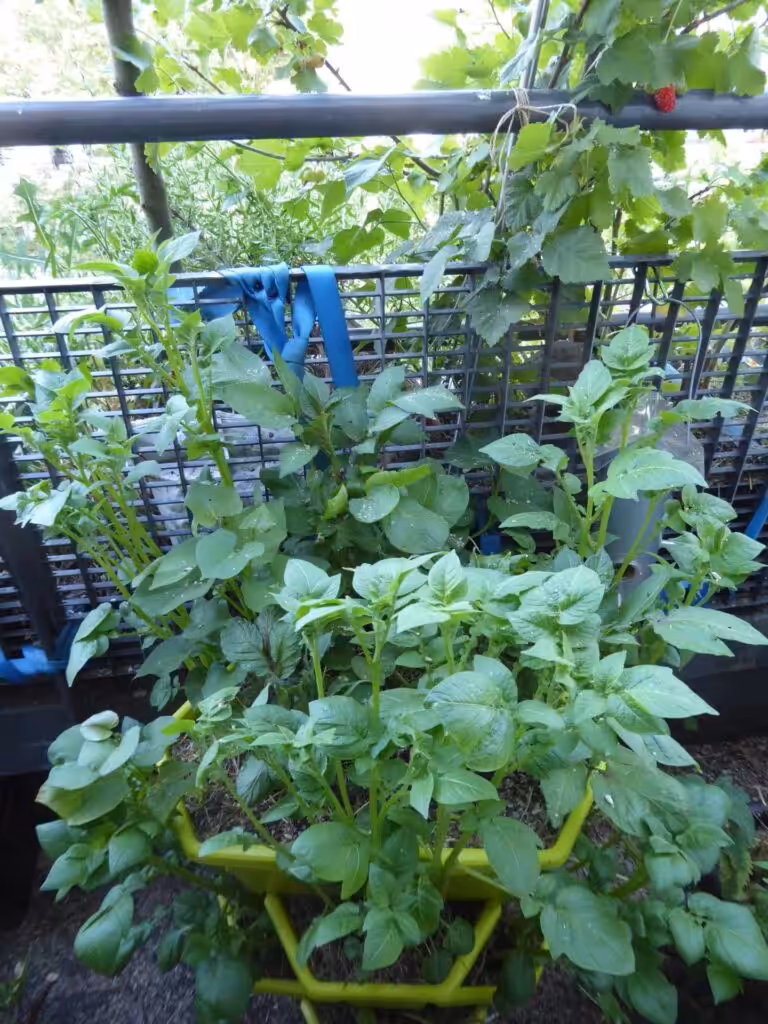 Im Mai werden auf dem Balkon die Kartoffeln gesetzt.