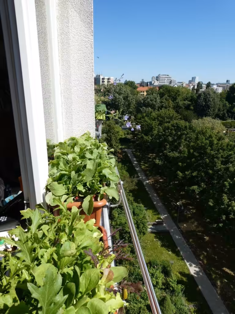 Werde Selbstversorger mit Radieschen. Der Anbau auf dem Fensterbrett im Balkonkasten funktioniert.