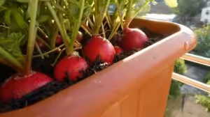 Radieschen auf dem Fensterbrett