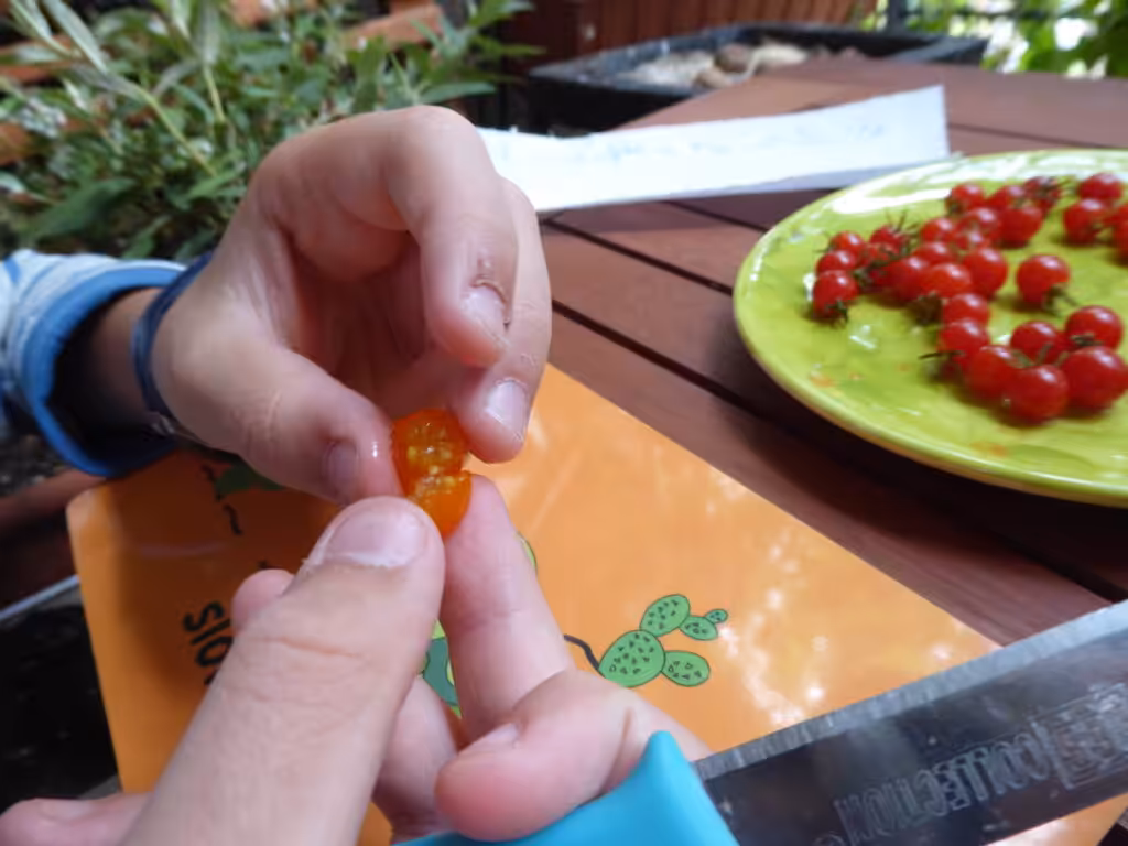 Balkon im September: Zeit für die Ernte von Saatgut.