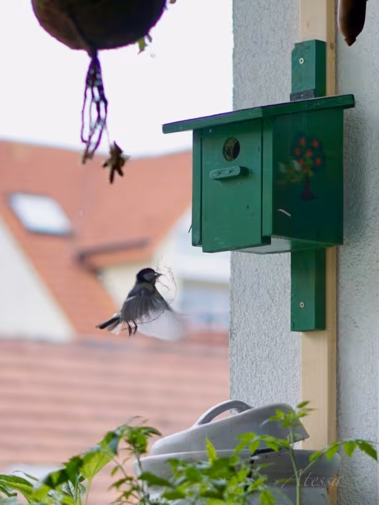 bienenfreundlich gärtnern, insektenfreundlich gärtnern, bienenfreundliche Pflanzen, insektenfreundliche Pflanzen, Vogel Balkon, Insekten Balkon, Natur Balkon, Natur Balkongarten, Naturbalkon, Naturbalkongarten, Wildblumenbalkon, Wildpflanzenbalkon, Wildblumenbalkongarten, Wildpflanzenbalkongarten, Hortus-Balkon, Balkon, Biobalkon, Bio-Balkon, Hortus Sursum