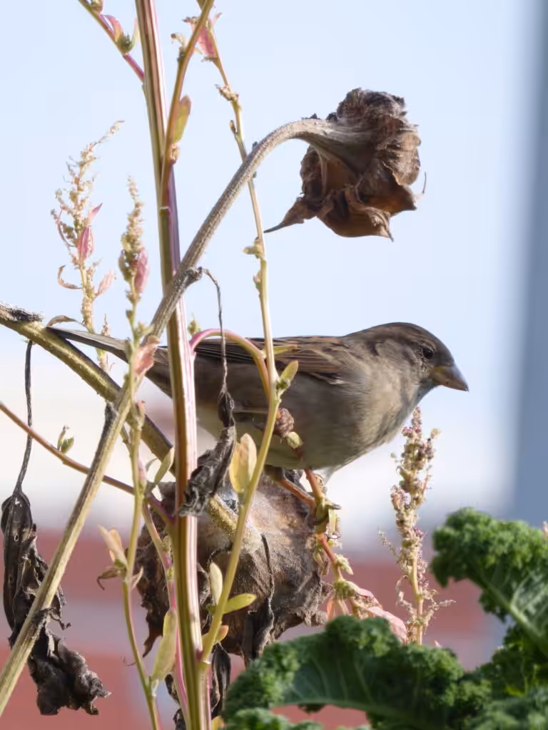 Die vertrockneten Samenstände verbleiben als Wintervorbereitungen auf dem Balkon. Sie werden nicht zurückgeschnitten. Die Sperlinge naschen so gern am Baumspinat und den Sonnenblumen.