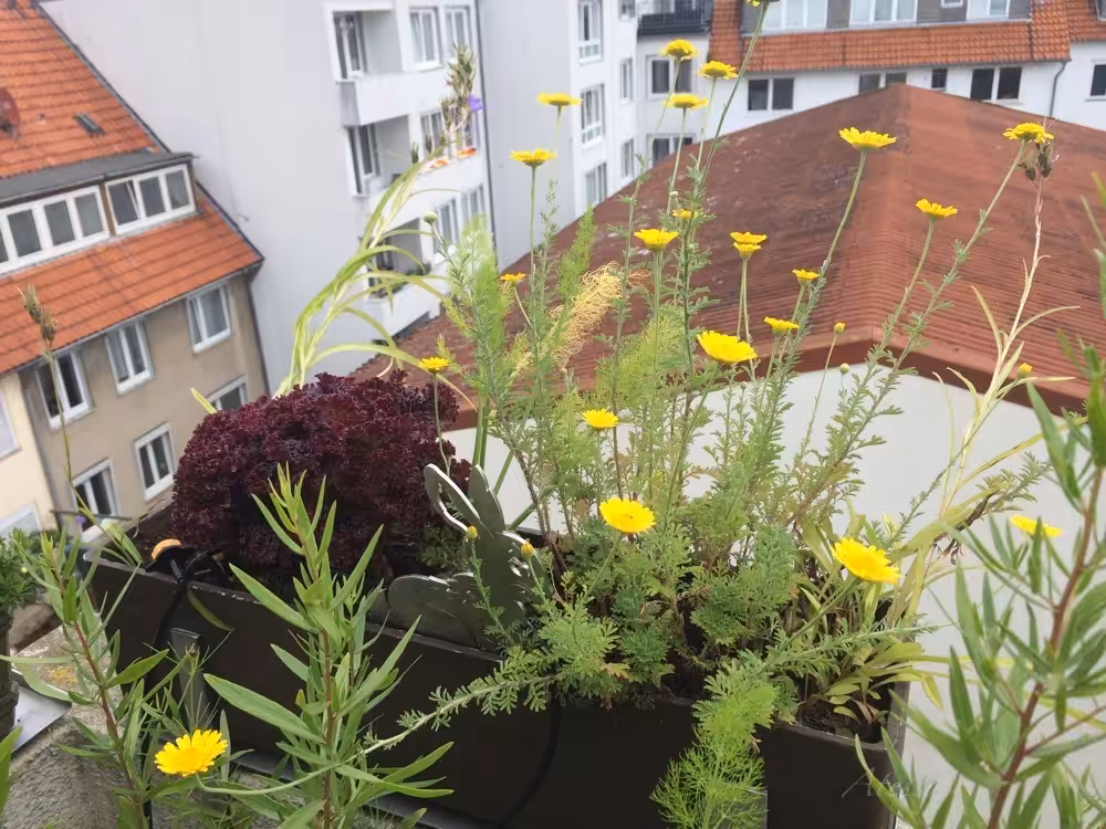 bienenfreundlich gärtnern, insektenfreundlich gärtnern, bienenfreundliche Pflanzen, insektenfreundliche Pflanzen, Vogel Balkon, Insekten Balkon, Natur Balkon, Natur Balkongarten, Naturbalkon, Naturbalkongarten, Wildblumenbalkon, Wildpflanzenbalkon, Wildblumenbalkongarten, Wildpflanzenbalkongarten, Hortus-Balkon, Balkon, Biobalkon, Bio-Balkon, Hortus Sursum