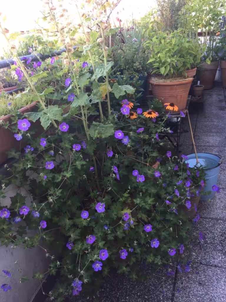 Tips for a beautiful, easy-care balcony that attracts insects and animals, cranesbill balcony, cranesbill balcony, cranesbill balcony garden