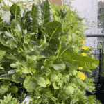 Ganzjährige Selbstversorgung mit Vertikalbeet: Mangold, Rucola, Grünkohl, essbare Wildpflanzen Löwenzahn, Vogelmiere und Beifuss.