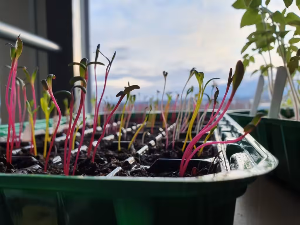 Aussaaten von buntem Stielmangold. Er bewährt sich auf dem Balkon im Balkonkasten.
