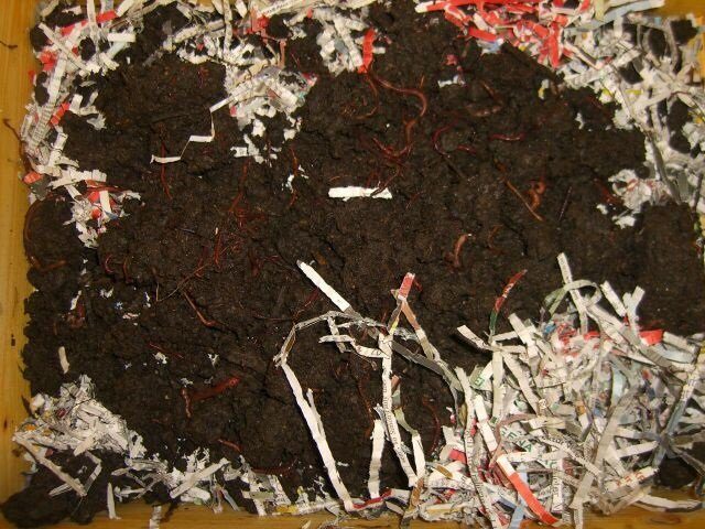 Der mitgelieferte Wurmhumus mit den 500 Kompostwürmern wird auf klein geschnittenes oder geschreddertes Zeitungspapier getan.
