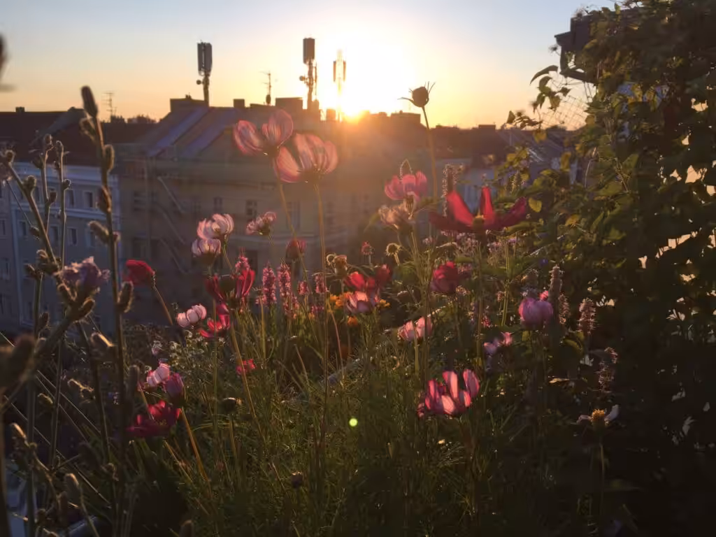 Tips for a beautiful, low-maintenance balcony that attracts insects and animals
