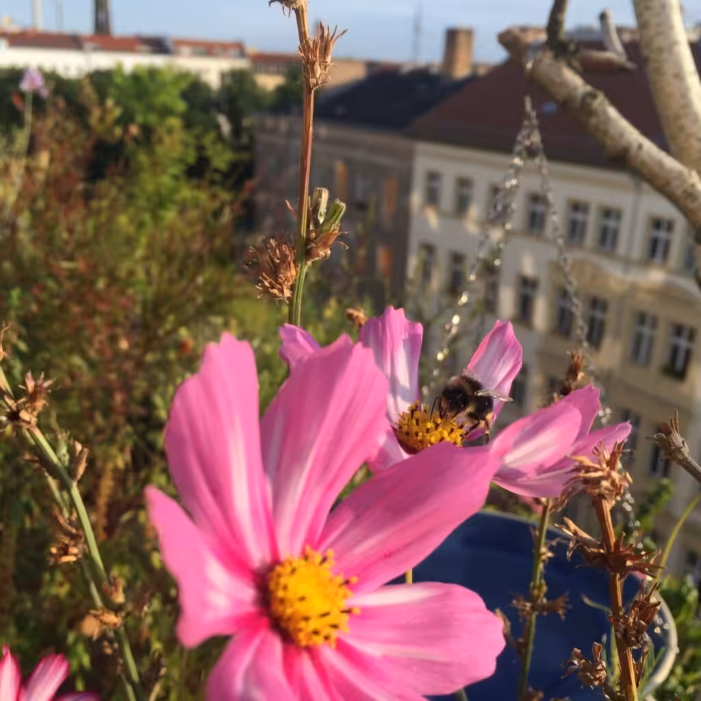 Tips for a beautiful, easy-care balcony that attracts insects and animals, cosmea balcony, ornamental basket balcony, ornamental basket balcony garden