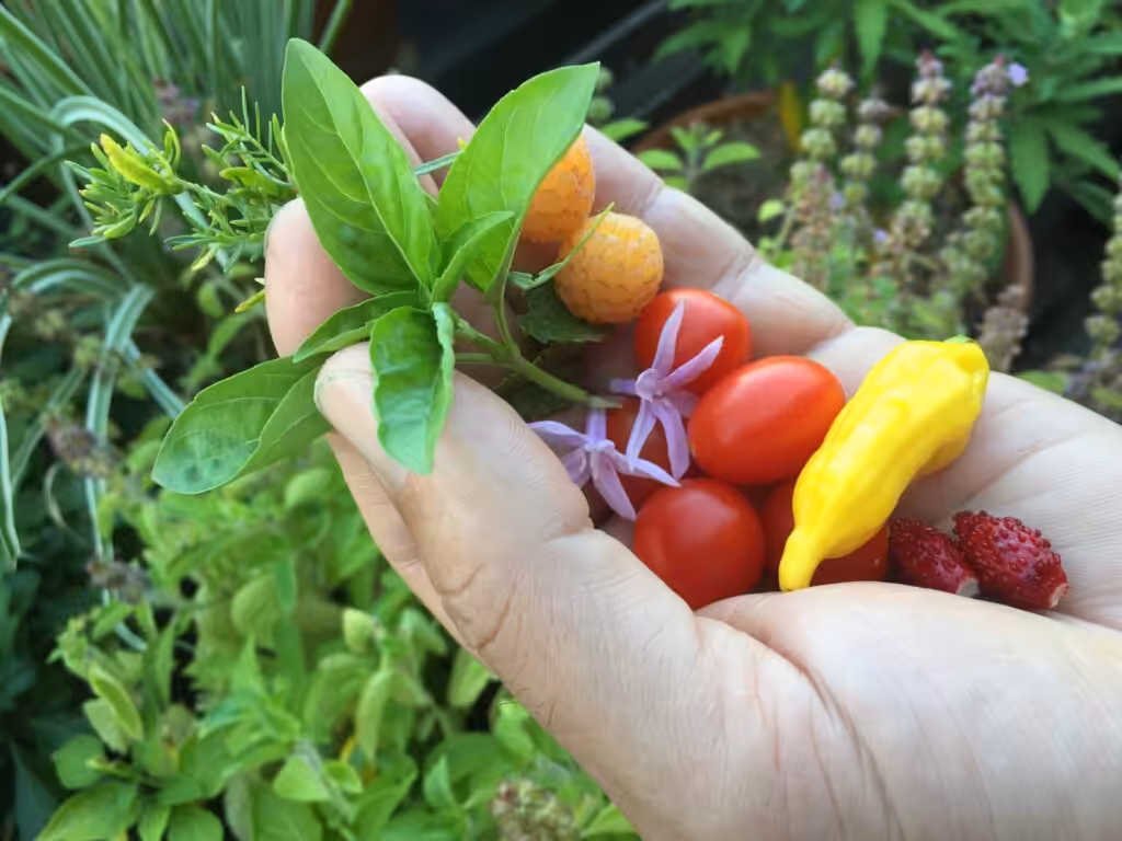 Snack balcony, balcony for snacking, snack balcony garden, fruit balcony, fruit from the balcony