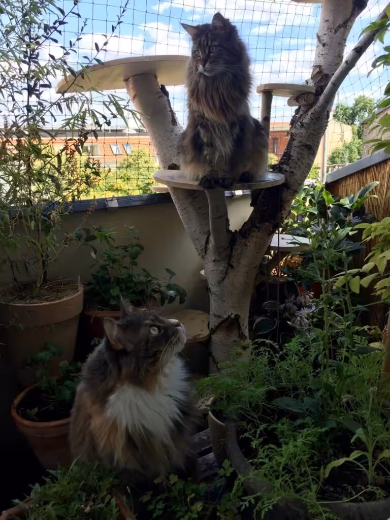 Cat balcony, cat balcony, cat balcony garden, cat balcony garden