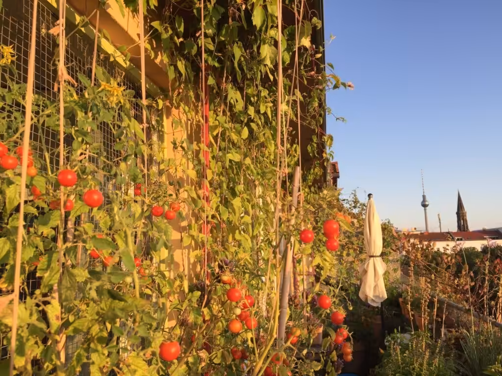 Tomato balcony, tomato balcony garden, self-sufficiency