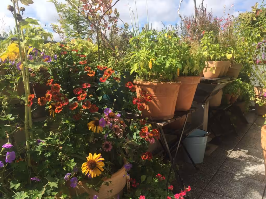 Tips for a beautiful, easy-care balcony that attracts insects and animals, balcony planters, balcony garden planters