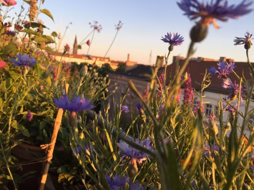 Tips for a beautiful, low-maintenance balcony that attracts insects and animals, cornflower balcony, cornflower balcony, cornflower balcony garden