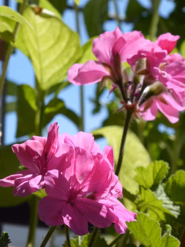 Meine Duftpelargonienpflanzen begleiten mich schon ca. 12 Jahre. Sie überwintern drin.