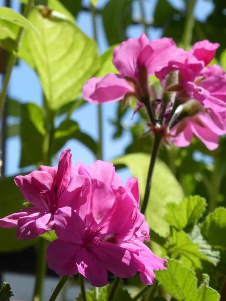 Meine Duftpelargonienpflanzen begleiten mich schon ca. 12 Jahre. Sie überwintern drin.