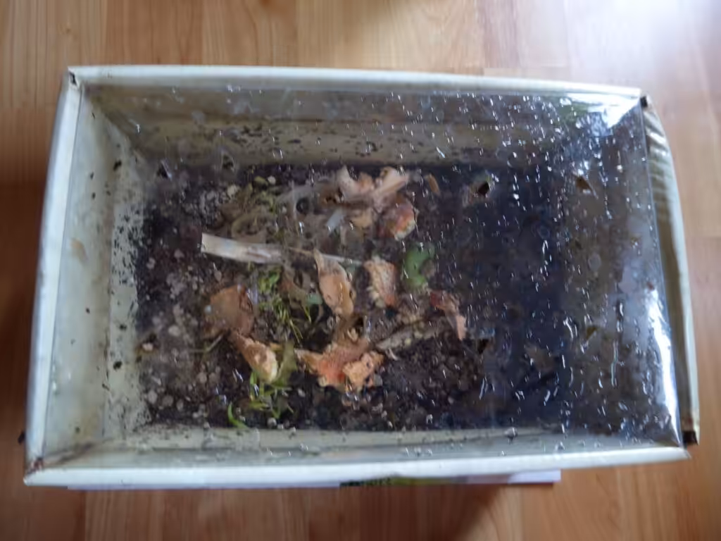 Die erste selbstgebaute Wurmkiste meines Sohnes. Er wollte auch Wurmkompostierung betreiben.