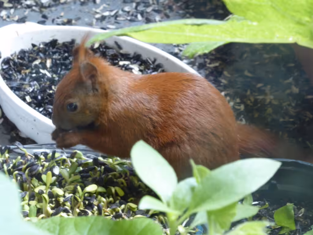 Hier frisst das Eichhörnchen auf dem Balkon angekeimte Sonnenblumenkerne.