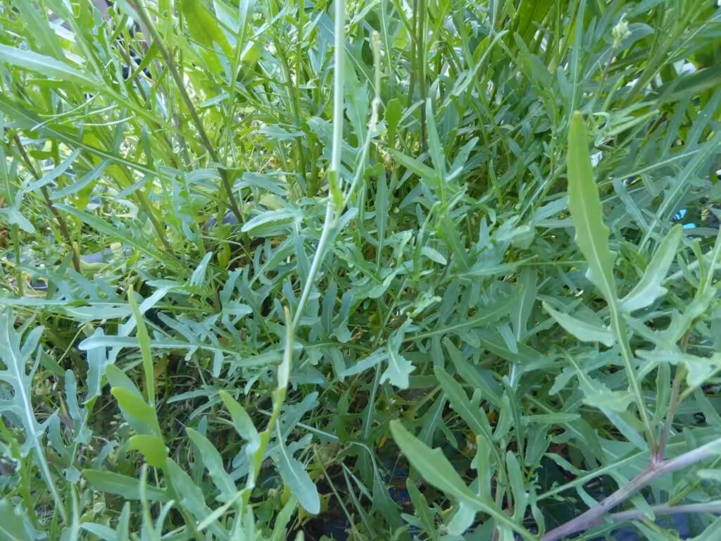 5 Balkon-Empfehlungen für den leichten Anbau im August, Anbau von Rucola auf dem Balkon im Balkonkasten