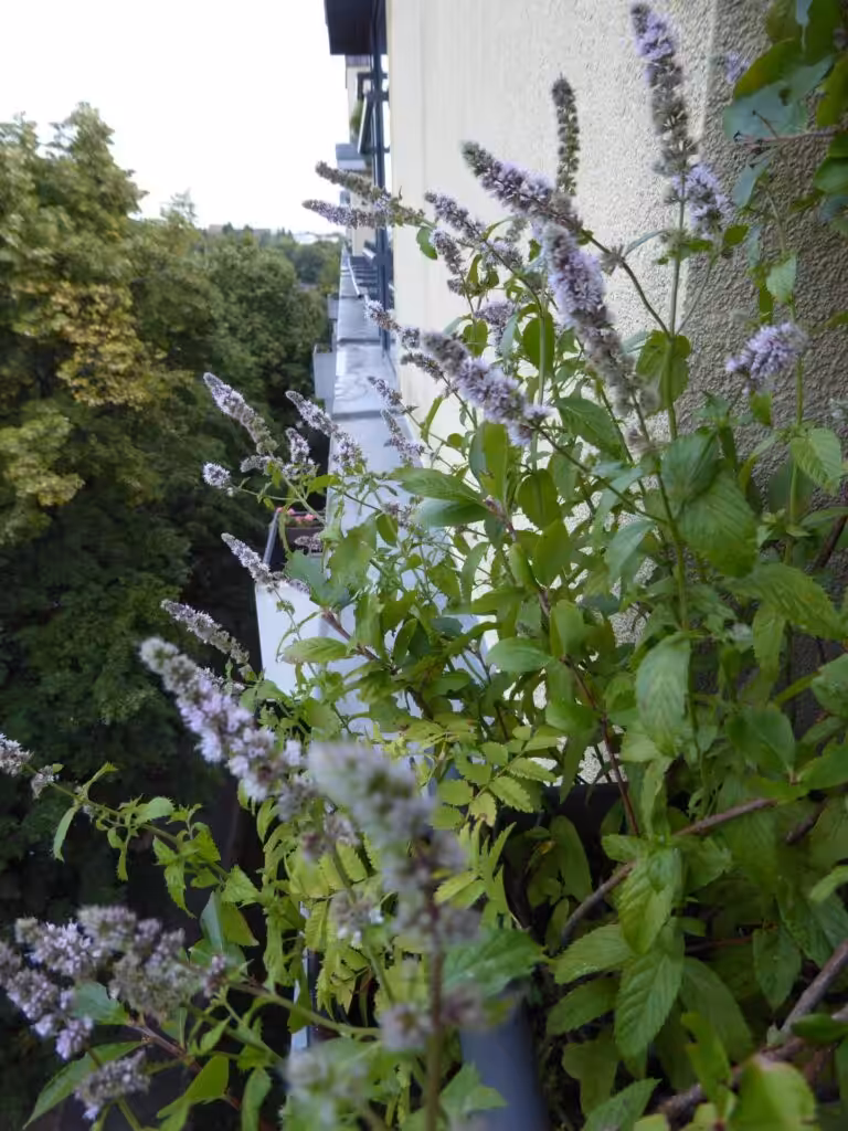Die Schweizer Minze ist frosthart. Sie überwintert draußen. Bei ihr sind keine weiteren Wintervorbereitungen auf dem Balkon zu treffen.