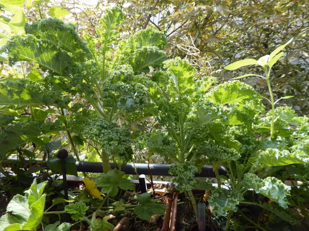 5 Balkon-Empfehlungen für den leichten Anbau im August, Anbau von Grünkohl auf dem Balkon im Balkonkasten