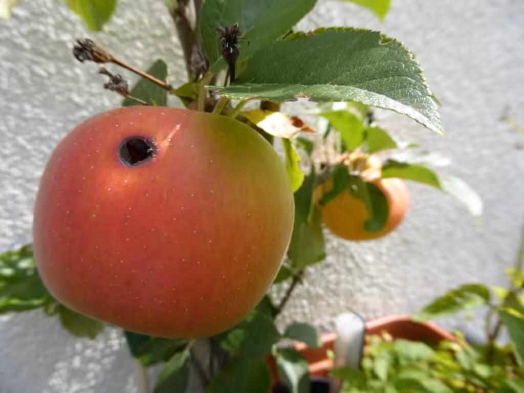 Äpfel vom Balkon - hier richtige Bio-Äpfel.