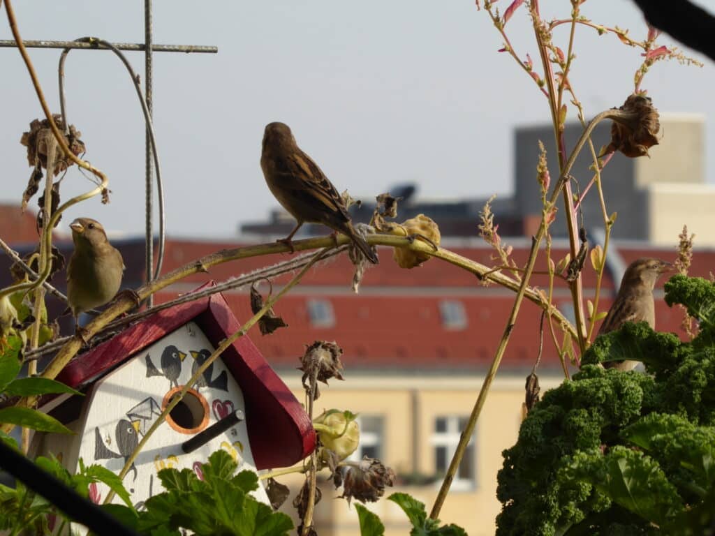 Vögel lieben auf dem Balkon herausstehende oder hochstehende Äste, Pflanzen, Bäume.  Hier sitzen Sperlinge auf Stielen der Sonnenblumen.