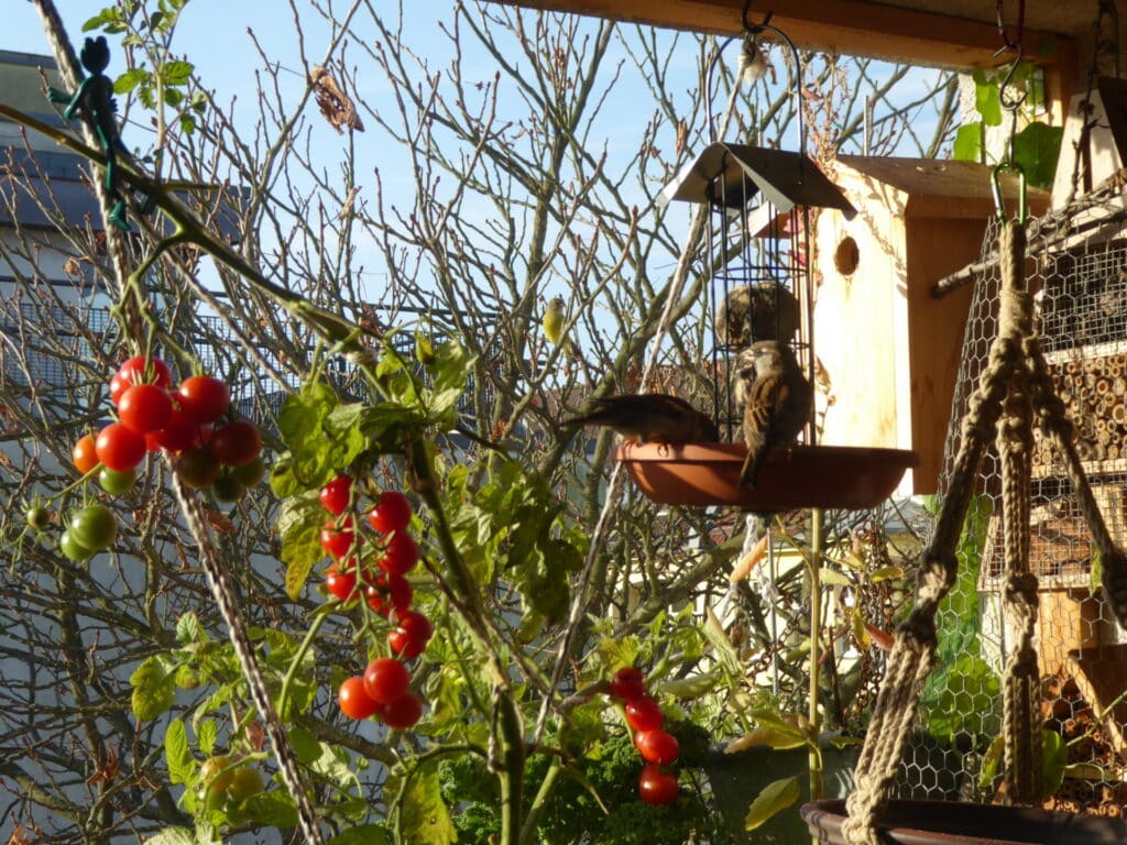 Vögel nehmen auf dem Balkon sehr gern die Futterstellen an. Ideal befüllt mit geschälten Sonnenblumenkernen, Meisenknödeln und einem Körnergemisch.