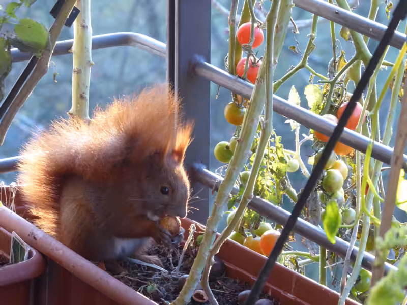 Es ist Dezember auf dem Bio-Balkon. Das Eichhörnchen kommt auf den Balkon, um zu fressen. Es hängen sogar noch Tomaten. Es gab noch keinen Frost.