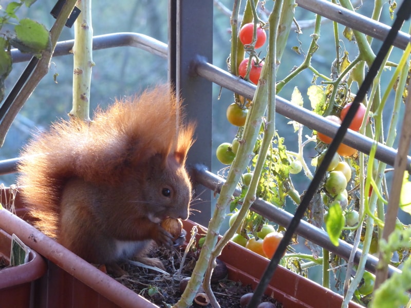 Es ist Dezember auf dem Bio-Balkon. Das Eichhörnchen kommt auf den Balkon, um zu fressen. Es hängen sogar noch Tomaten. Es gab noch keinen Frost.