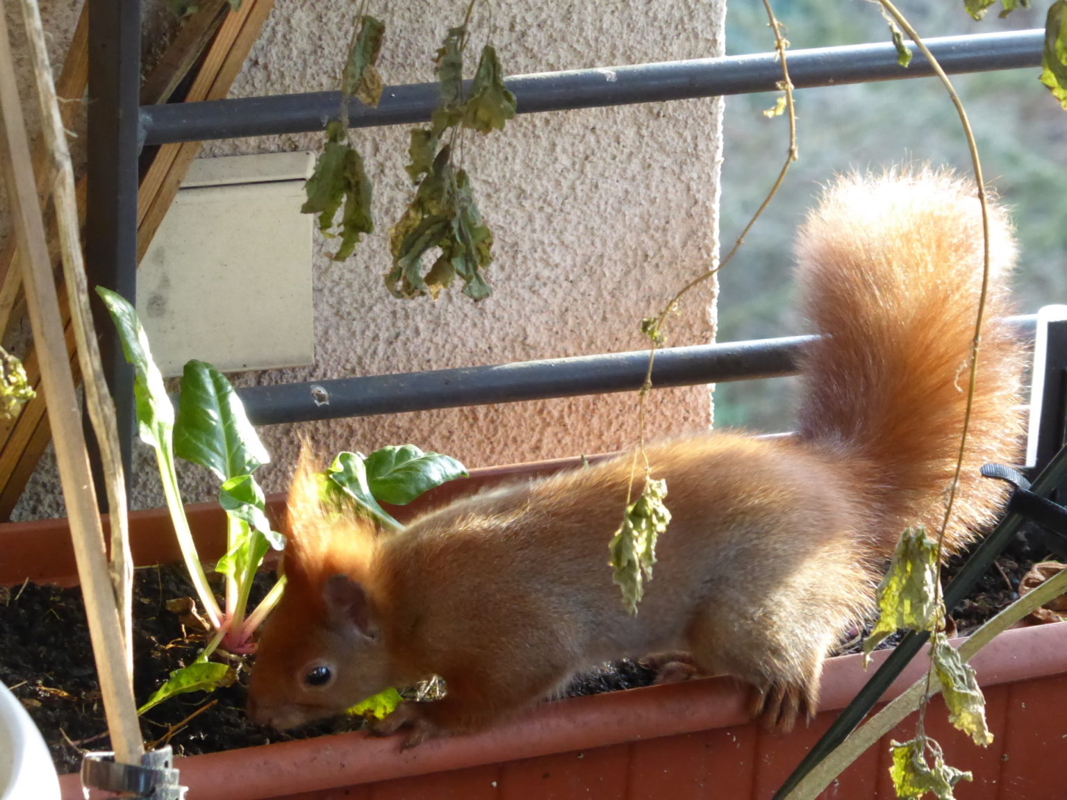 Eichhörnchen Plage Auf Dem Balkon