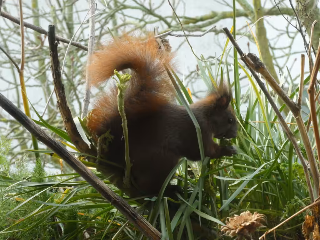 Balkon, Gärtnern Balkon, nachhaltiges Gärtnern, biologisches Gärtnern, Balkongarten, Gärtnern Balkongarten, ökologisches Gärtnern, Eichhörnchen, Eichhörnchen Balkon, Eichhörnchen Balkongarten, Eichhörnchen Garten, Biobalkon, Bio-Balkon, Natur mitten in der Stadt, Stadtnatur, Natur in der Stadt, Selbstversorgung Balkon, Selbstversorgung Balkongarten, Naturbalkon, Wildpflanzenbalkon, essbare Wildpflanzen, bienenfreundlich gärtnern, insektenfreundlich gärtnern, bienenfreundliche Pflanzen, insektenfreundliche Pflanzen, Vogel Balkon, Insekten Balkon, Natur Balkon, Natur Balkongarten, Biotop Balkon, Biotop Balkongarten, Vogelbalkon, Insektenbalkon, Naschbalkon, Grünkohl Balkon, Grünkohl Balkongarten, Grünkohl Kübel, , was fressen Eichhörnchen, was fressen Eichkatzerl, was fressen Eichkater, Eichkatzerl Balkon, Eichkater Balkon