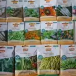 Bingenheimer Saatgut bietet samenfestes Saatgut in Bio-Qualität.