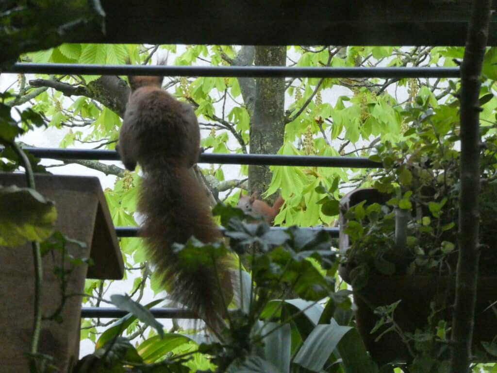 Eichhörnchen Mama sitzt schon auf dem Balkon und ermuntert ihr Jungtier zum Herüberspringen.