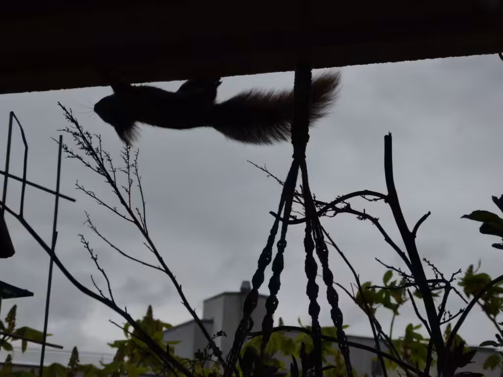 Die jungen Eichhörnchen beklettern den gesamten Balkon. Sogar an der Decke klettern sie entlang.